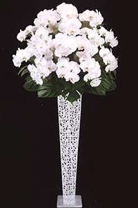 胡蝶蘭供花 50-P